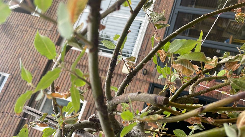 Ants on Pussy Willow — BBC Gardeners' World Magazine