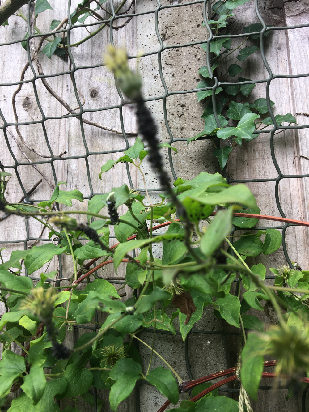 What’s eating my formerly beautiful clematis? — BBC Gardeners' World