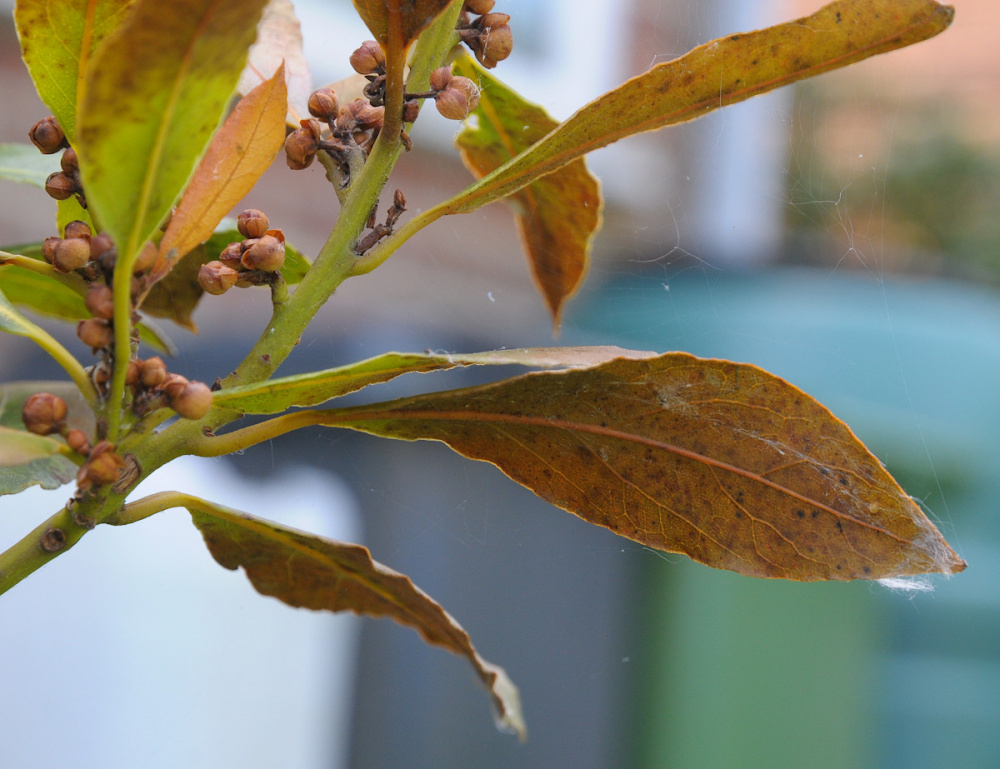 Bay tree issues (yellowing/browning leaves) — BBC Gardeners' World Magazine