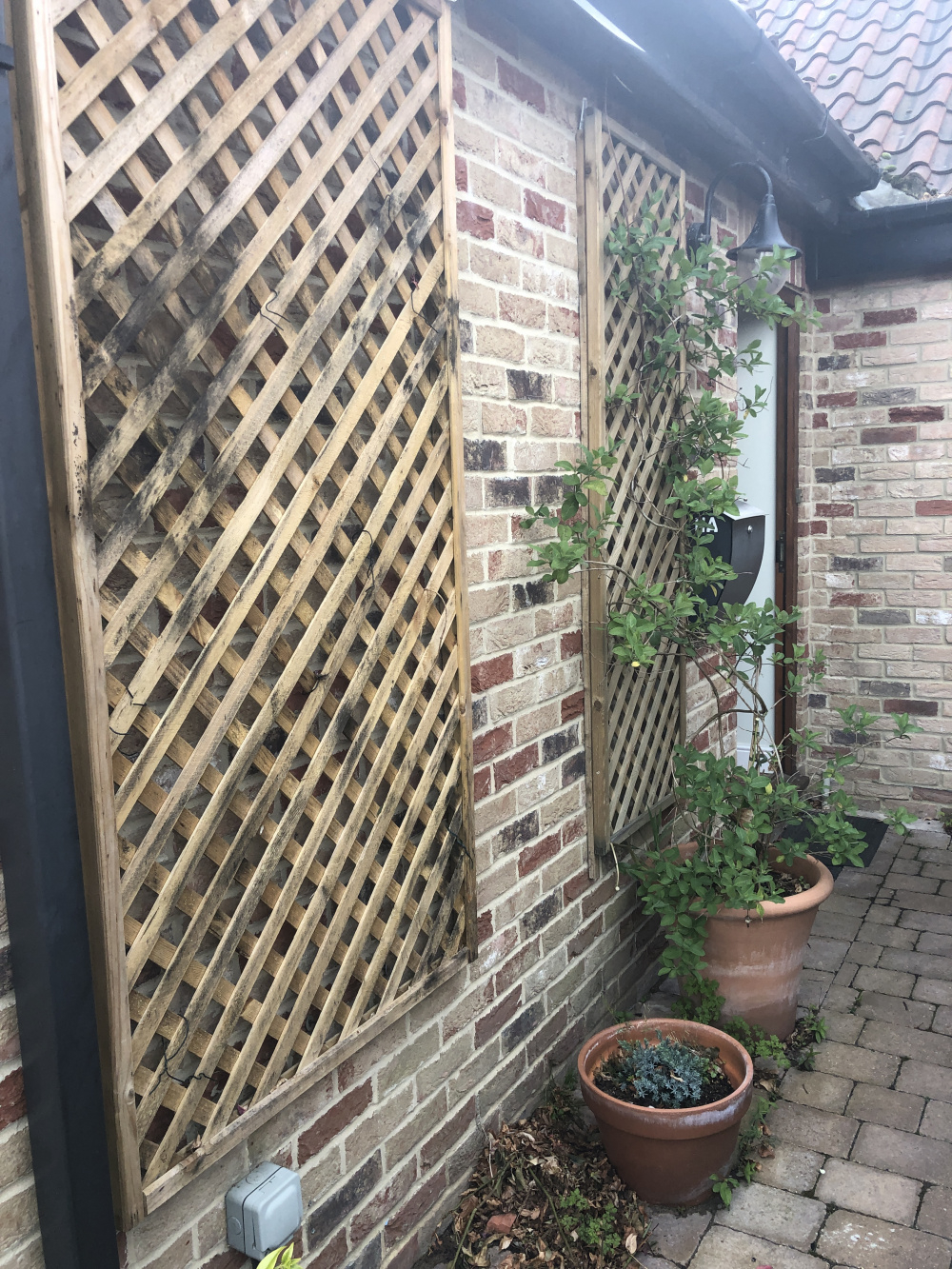 Climbers for very sheltered shady area — BBC Gardeners' World Magazine