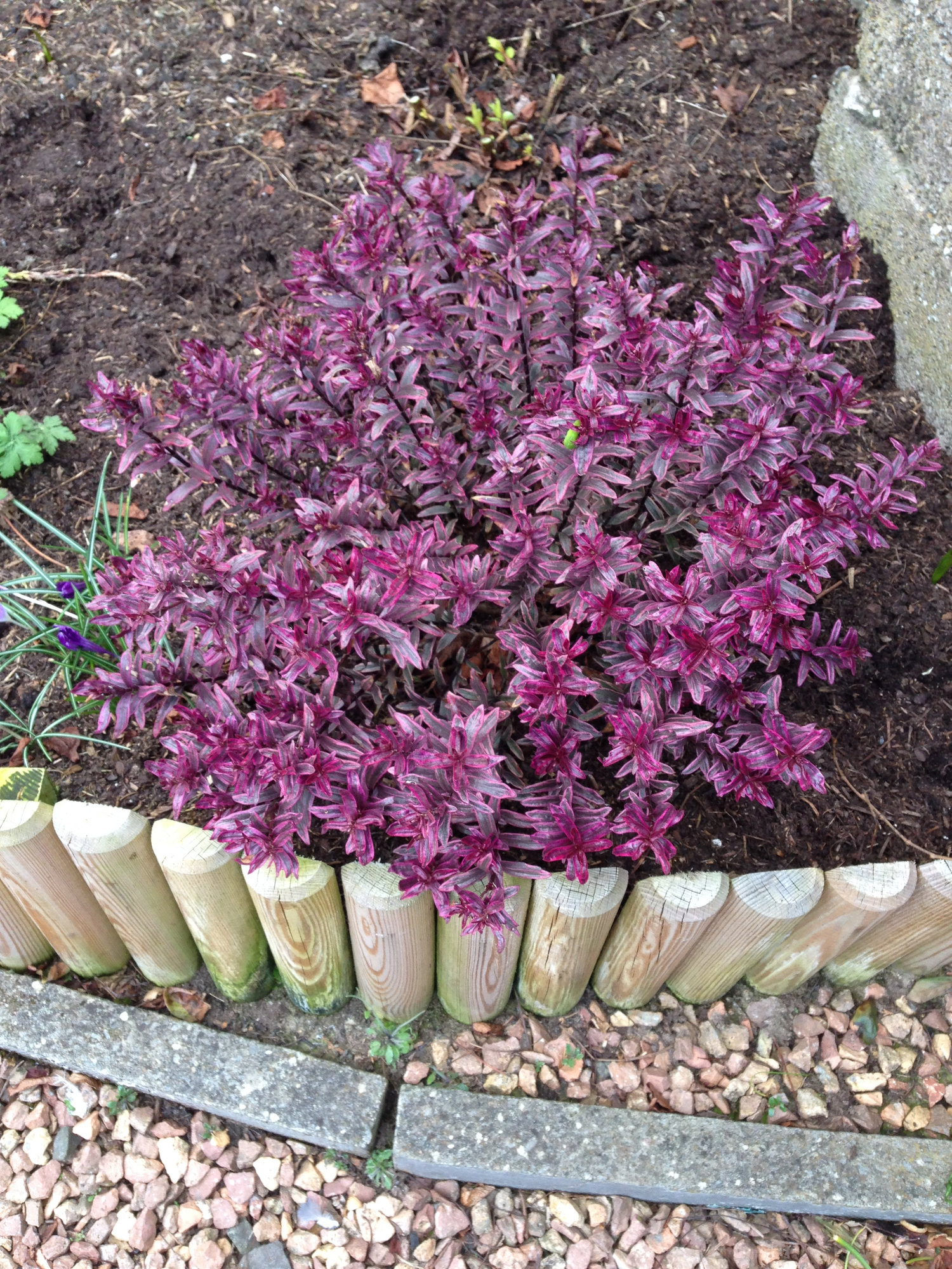 Prune hebe? — BBC Gardeners' World Magazine