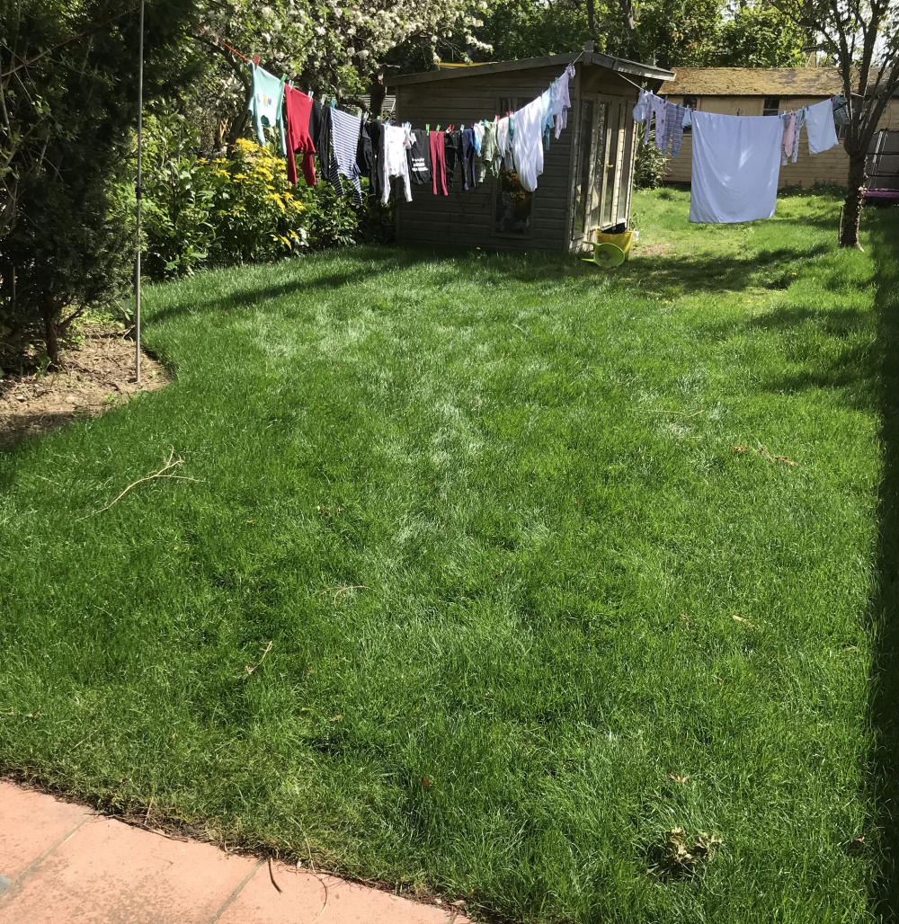 New turf laid its now starting to turn yellow Page 2 — BBC Gardeners