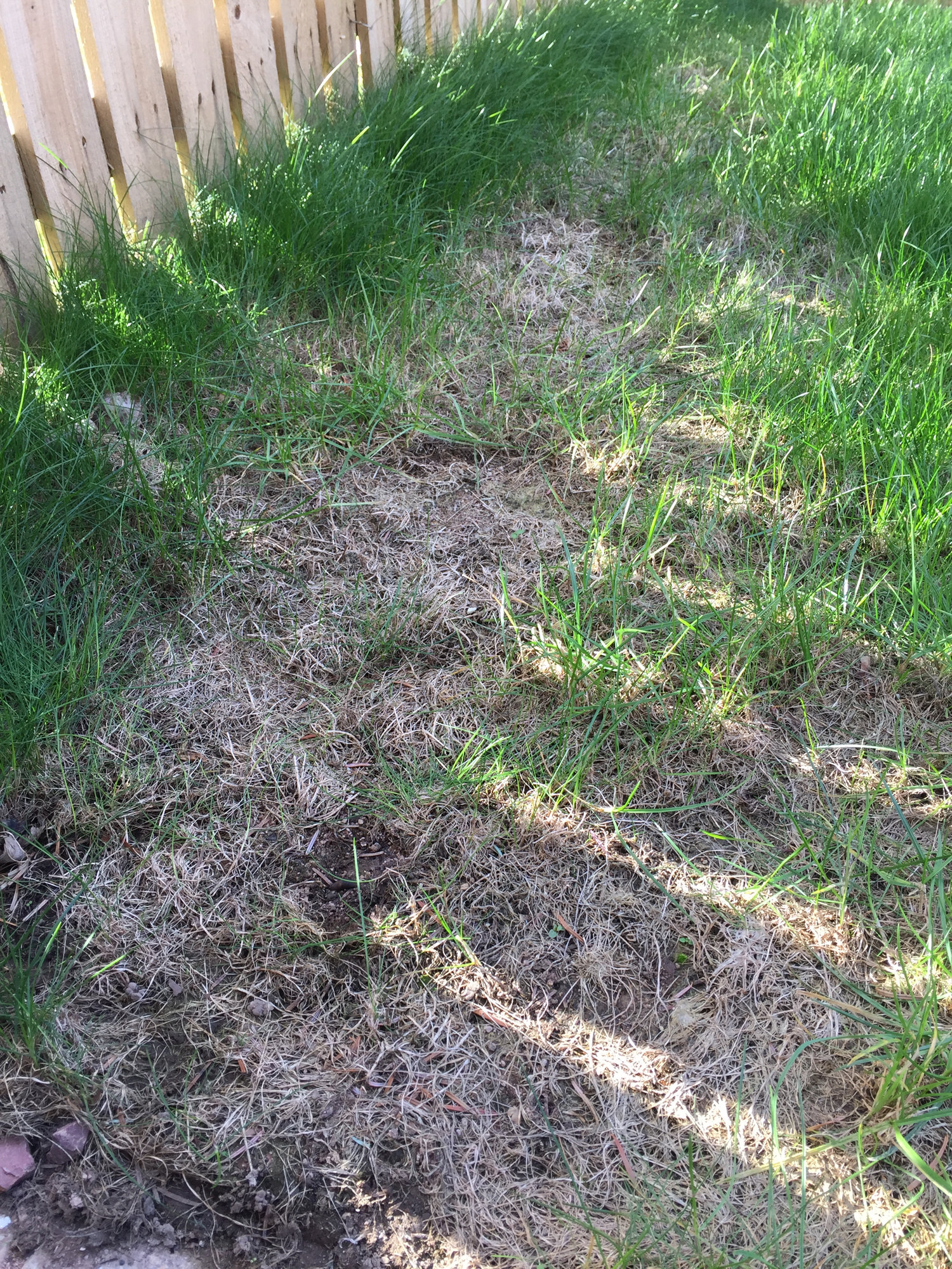 Dead patches on lawn? — BBC Gardeners' World Magazine