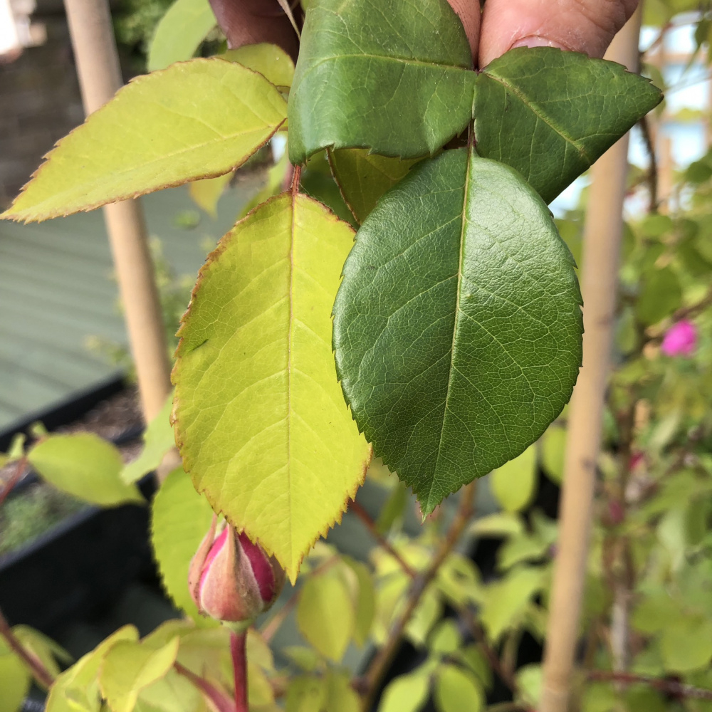 Yellowing leaves on Gertrude Jekyll climbing rose — BBC Gardeners