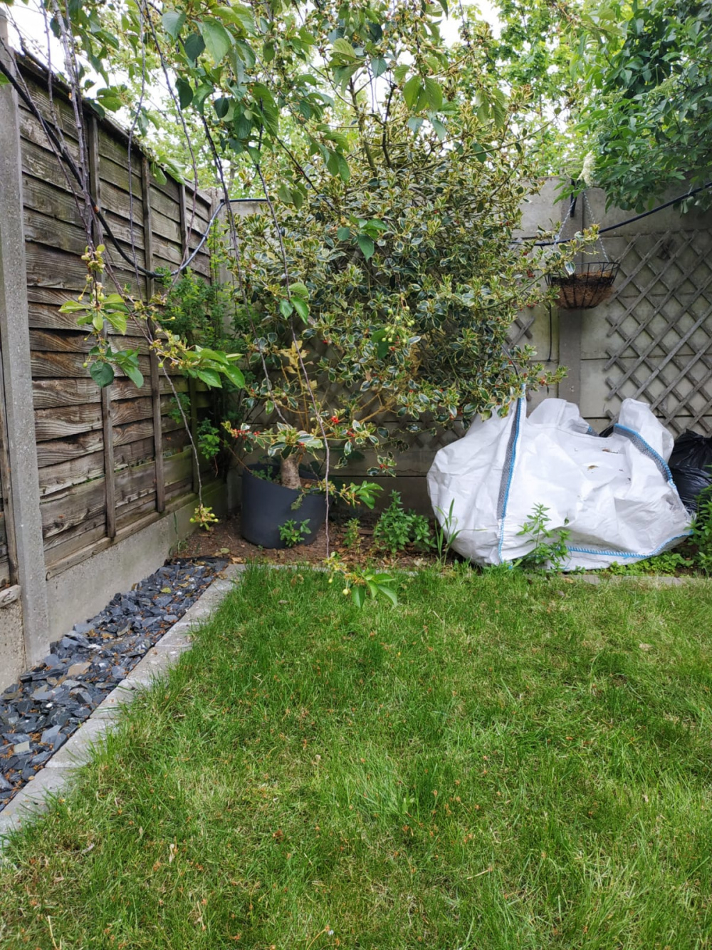 Straightening a holly tree — BBC Gardeners' World Magazine