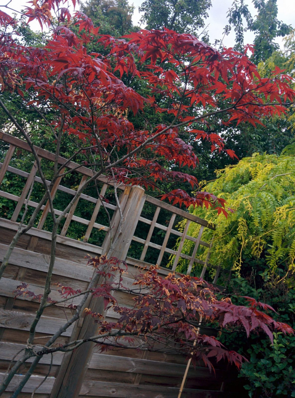 My acer tree looks unhealthy/is dying Pls help! Page 4 — BBC