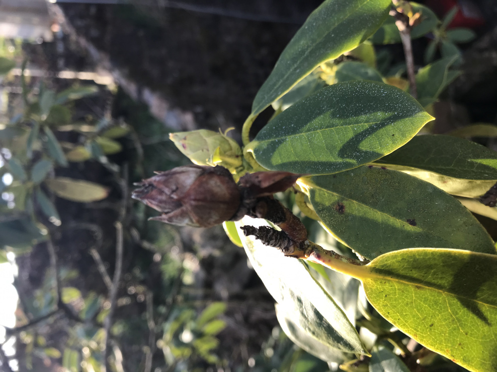 Old rhododendron buds turning brown — BBC Gardeners' World Magazine