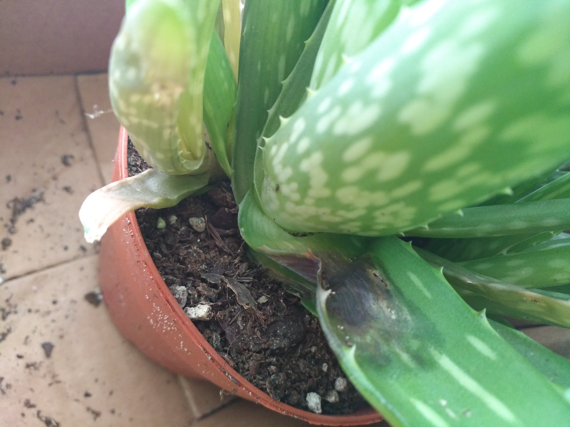 Why Are My Aloe Vera Plant Leaves Drooping - Plantă Blog