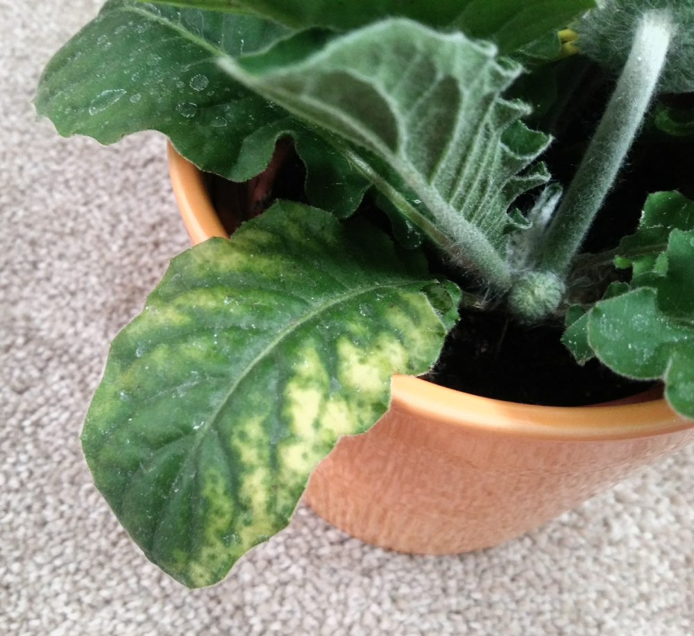What deficiency does my Gerbera daisy have? — BBC Gardeners' World Magazine