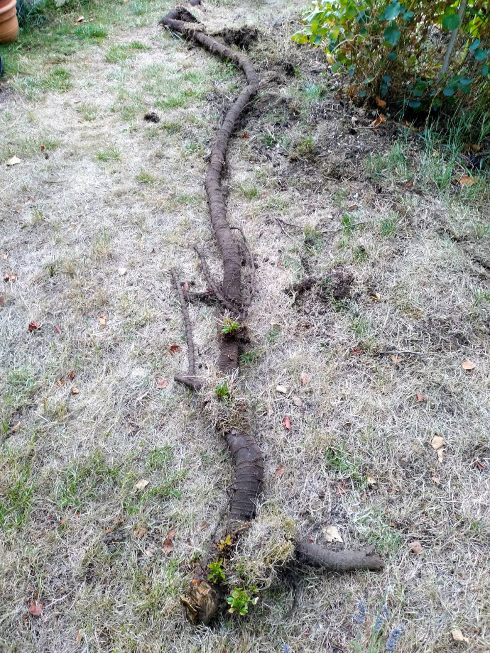 Cherry tree a little light root pruning! — BBC Gardeners' World Magazine