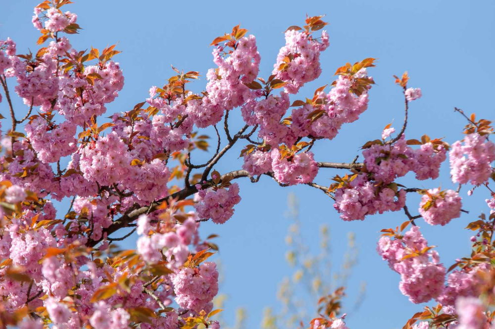 Too late to prune flowering cherry tree? — BBC Gardeners' World Magazine