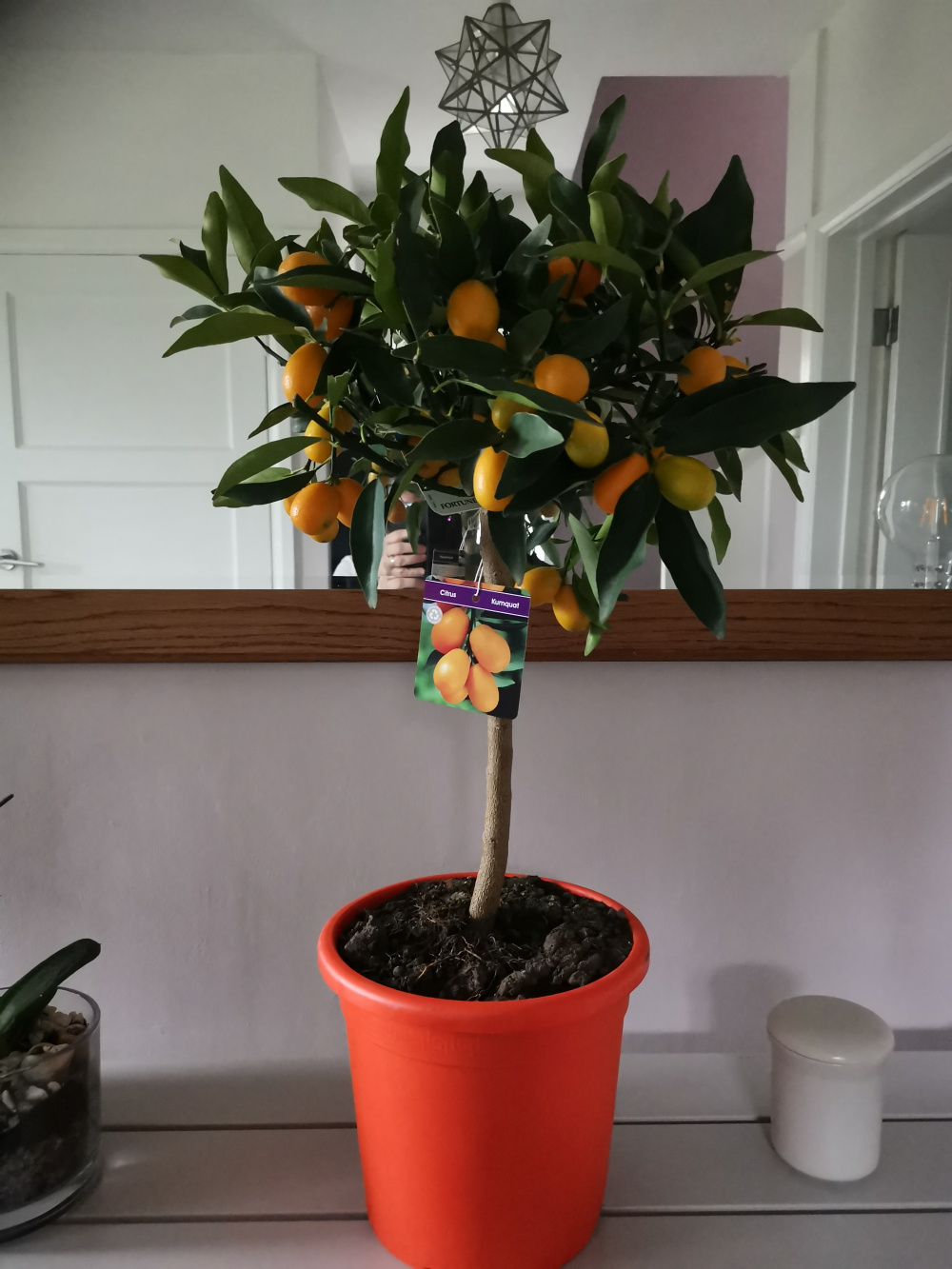 Kumquat plant — BBC Gardeners' World Magazine