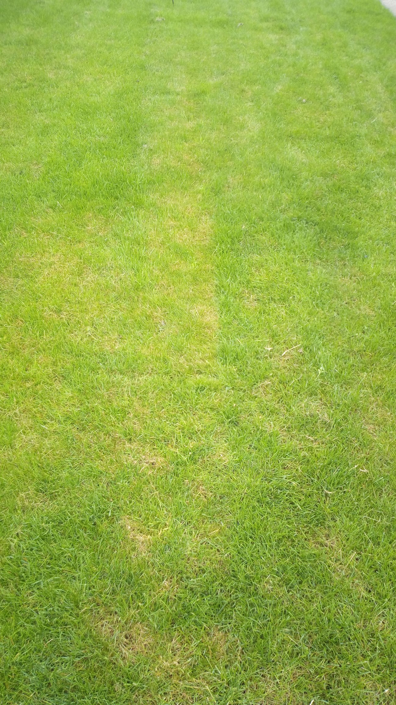 Newly laid turf turning yellow. — BBC Gardeners' World Magazine