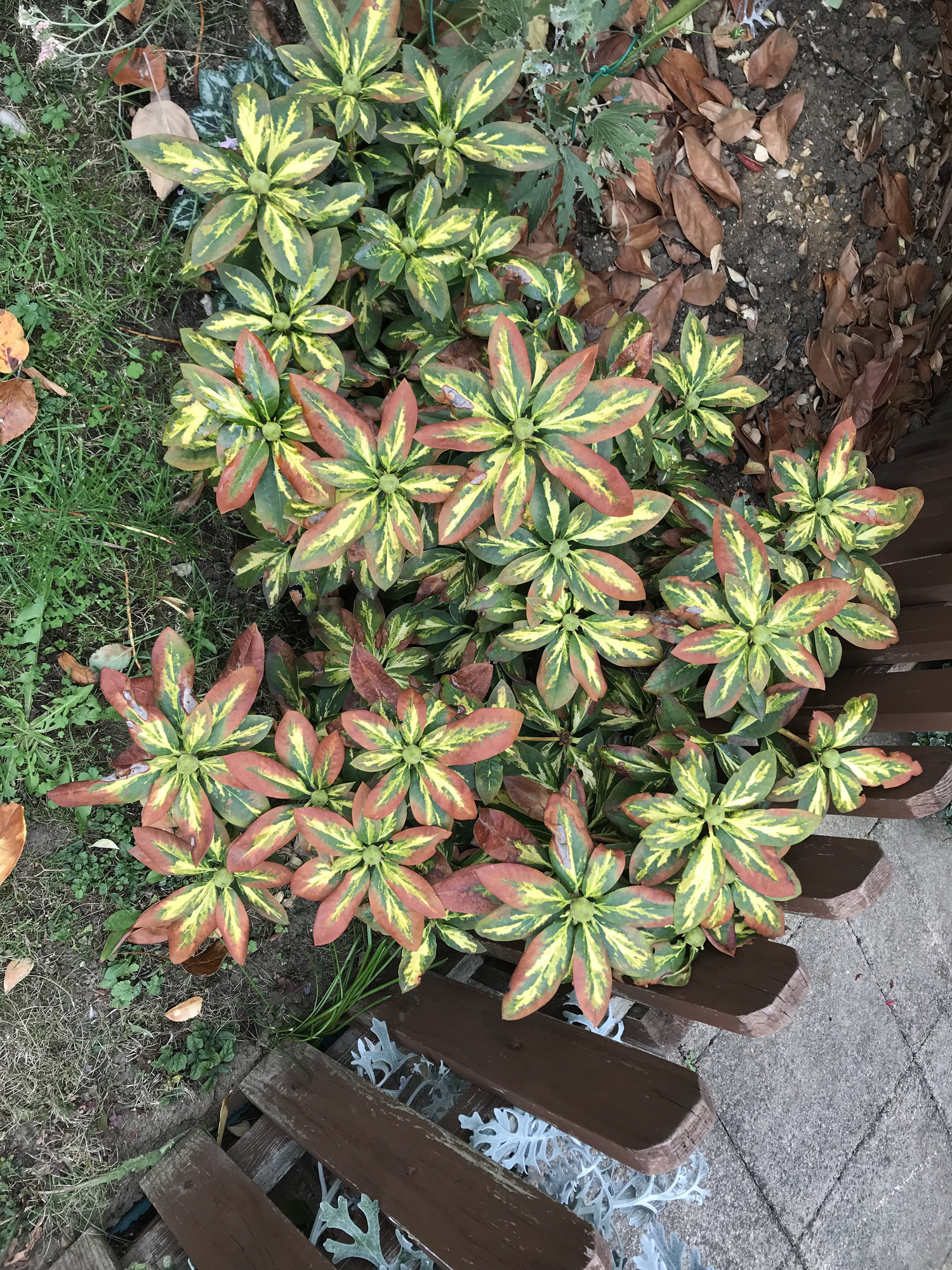 Rhododendron brown leaves — BBC Gardeners' World Magazine