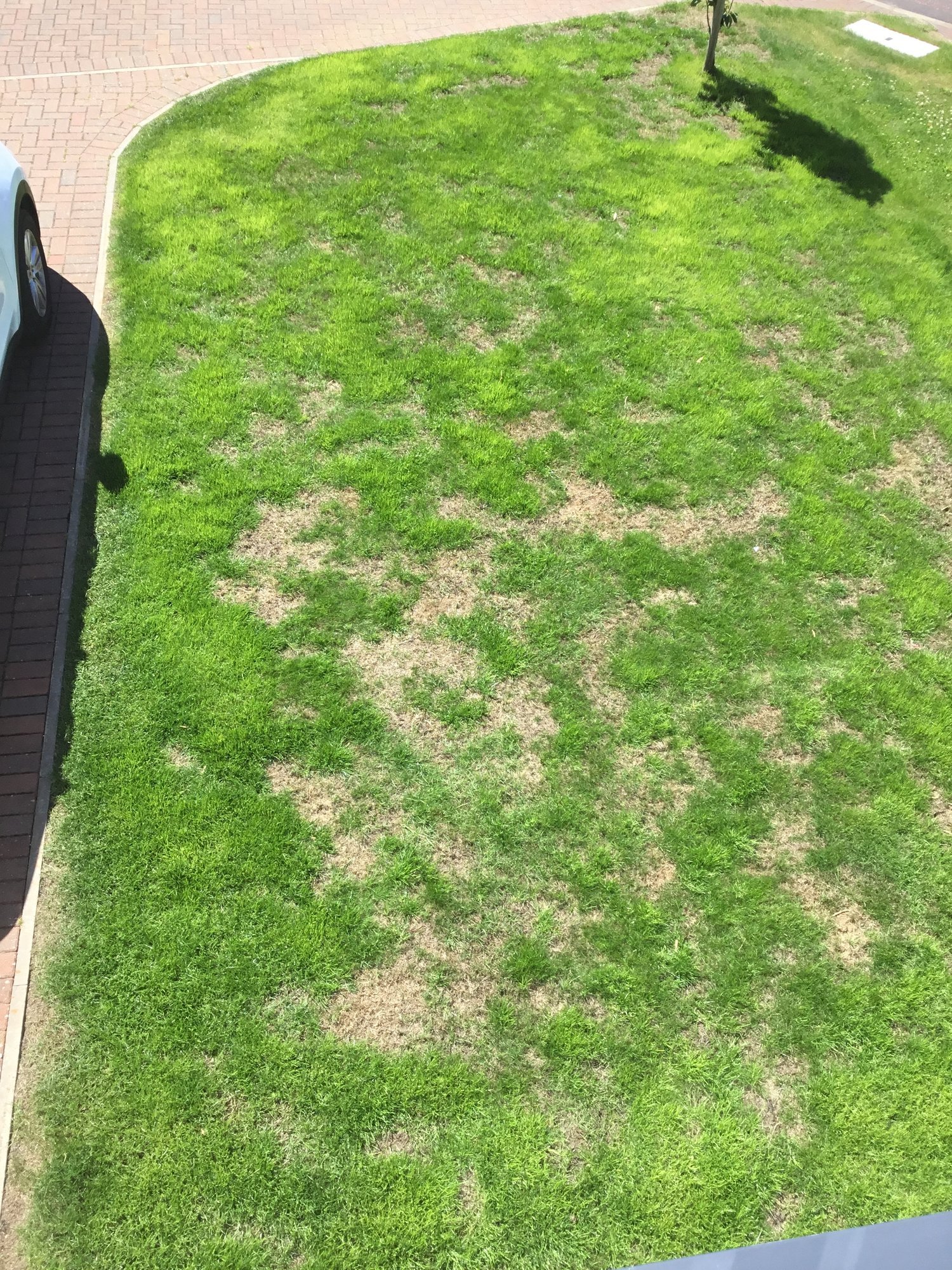 Restore Grass — BBC Gardeners' World Magazine