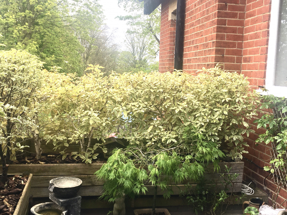 Pruning Pittosporum Tenuifolium Silver Queen In Planters — BBC Gardeners