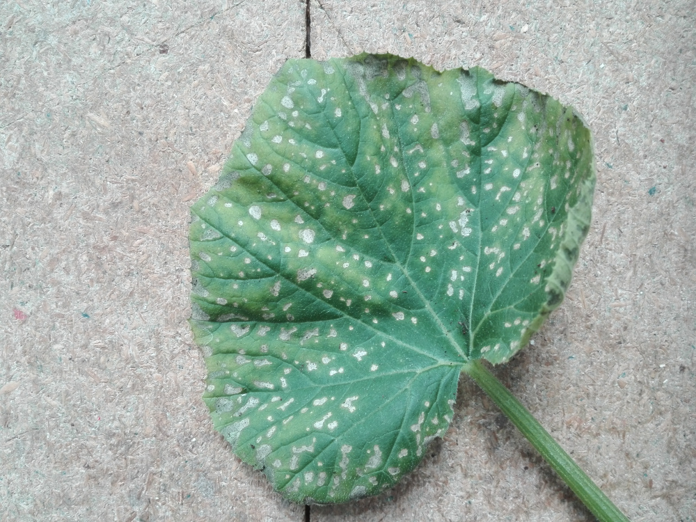 Spots on Courgette leaves? — BBC Gardeners' World Magazine
