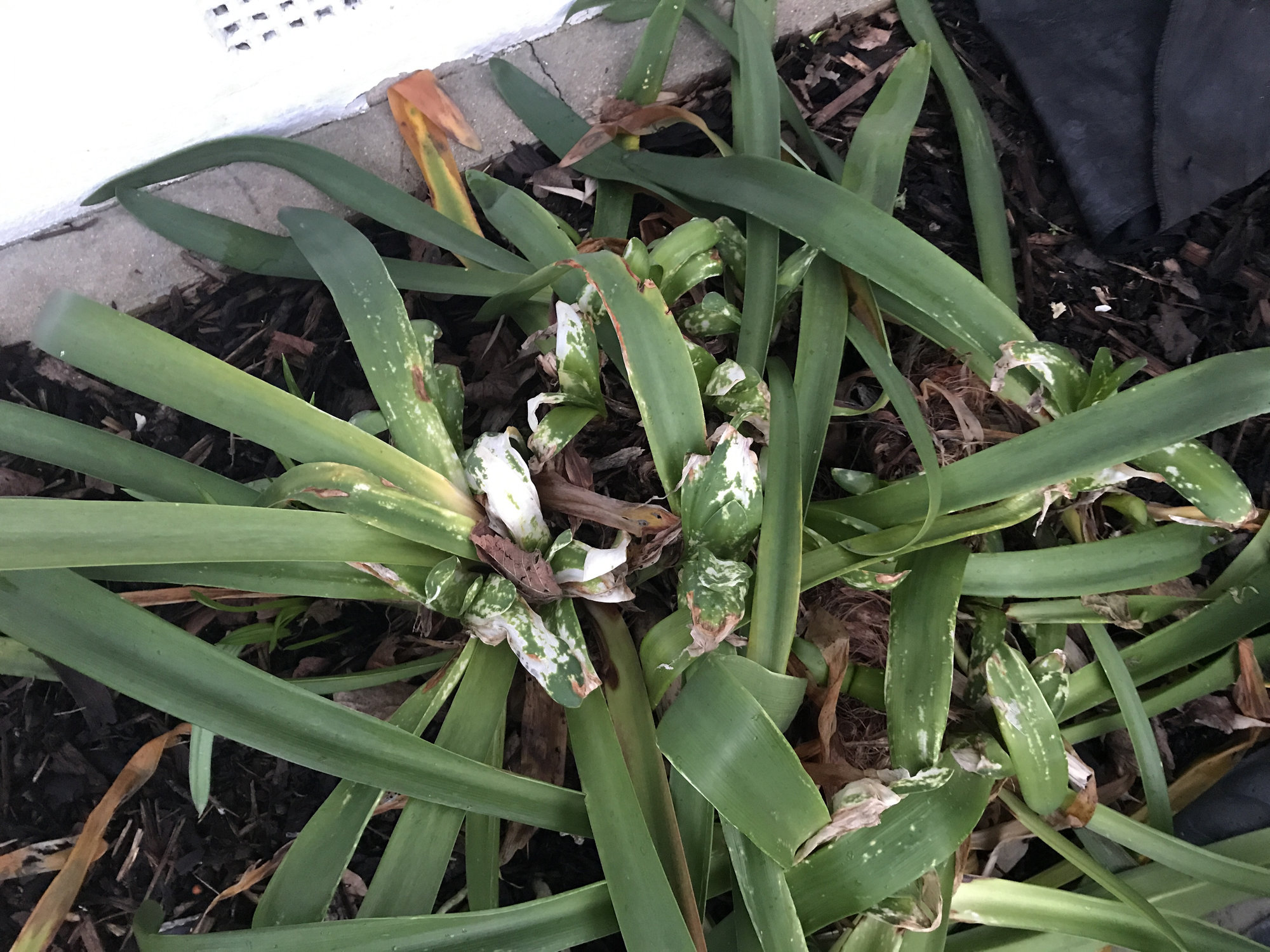 Agapanthus leaves turning white — BBC Gardeners' World Magazine