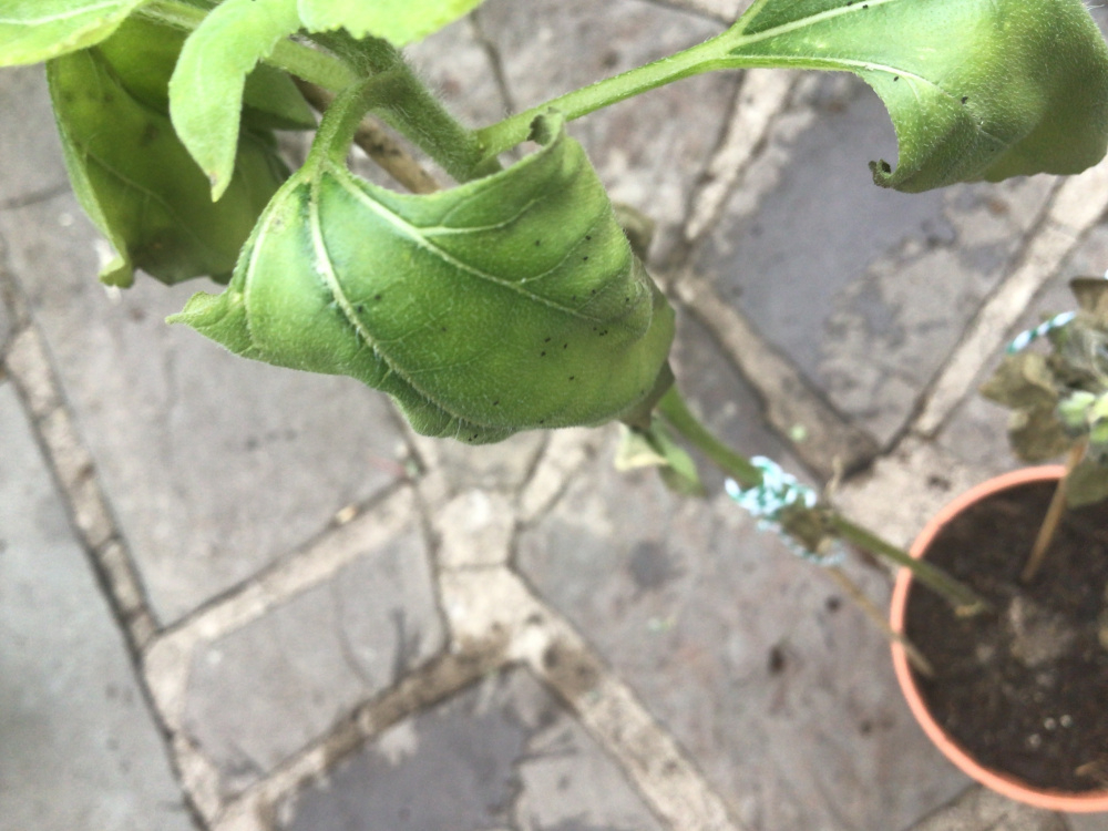 Sunflowers leaves turning brown and wilting, insect droppings on leaves