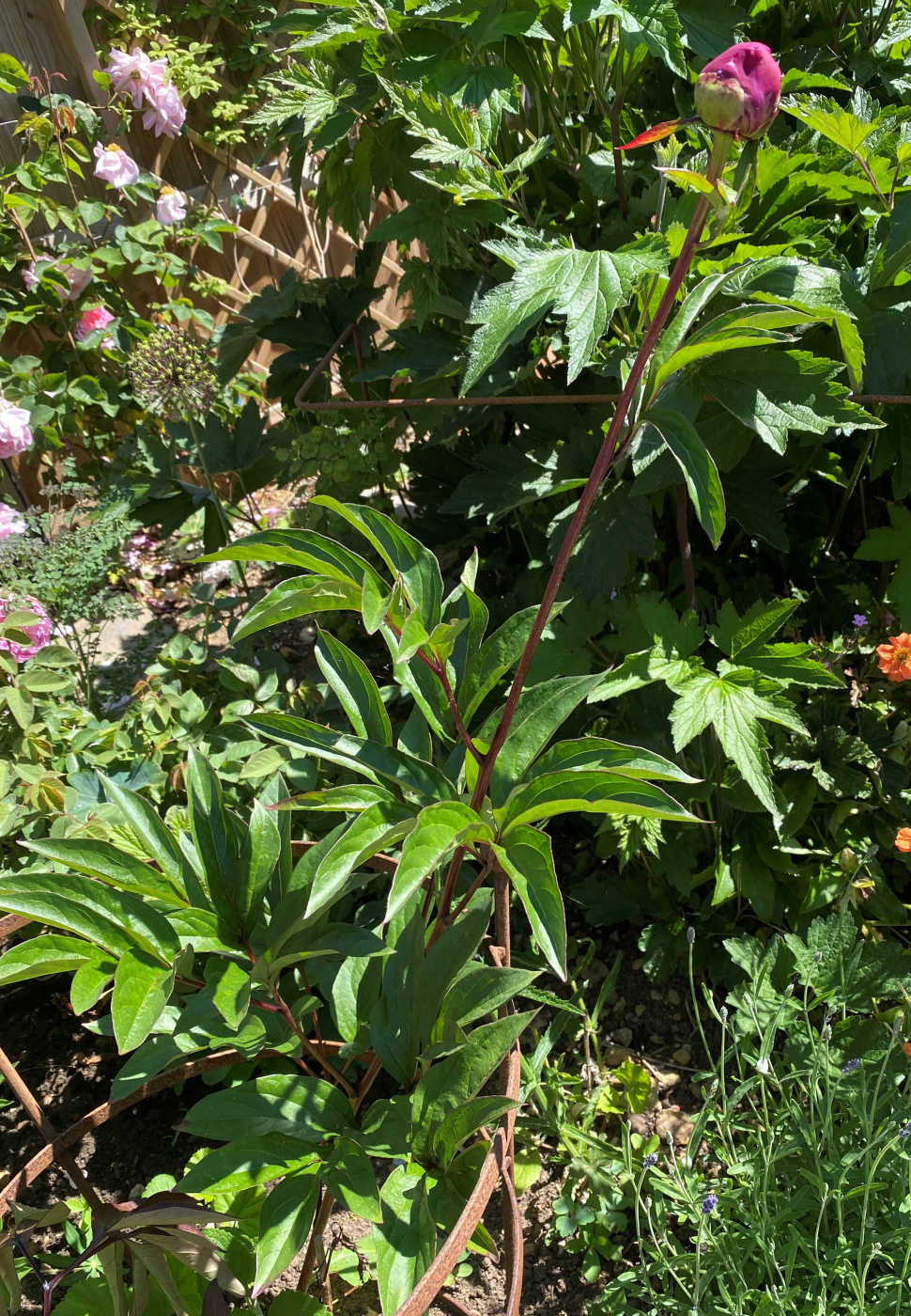 Peony leaves turning red & wilting — BBC Gardeners' World Magazine