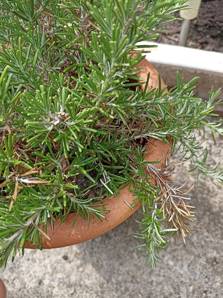 Rosemary going brown. — BBC Gardeners' World Magazine