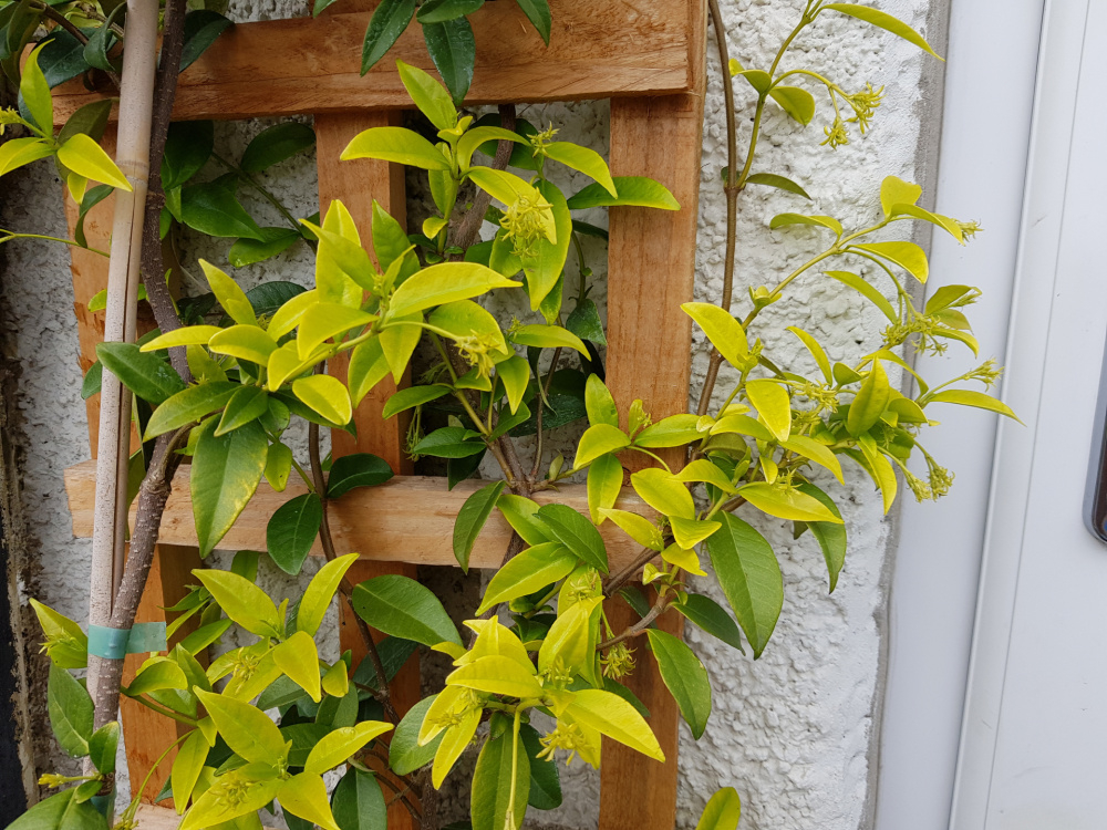 Why Are My Night Jasmine Leaves Turning Yellow at Linda Holmes blog