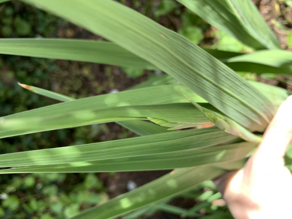 Grasslike plant identification? Page 2 — BBC Gardeners' World Magazine