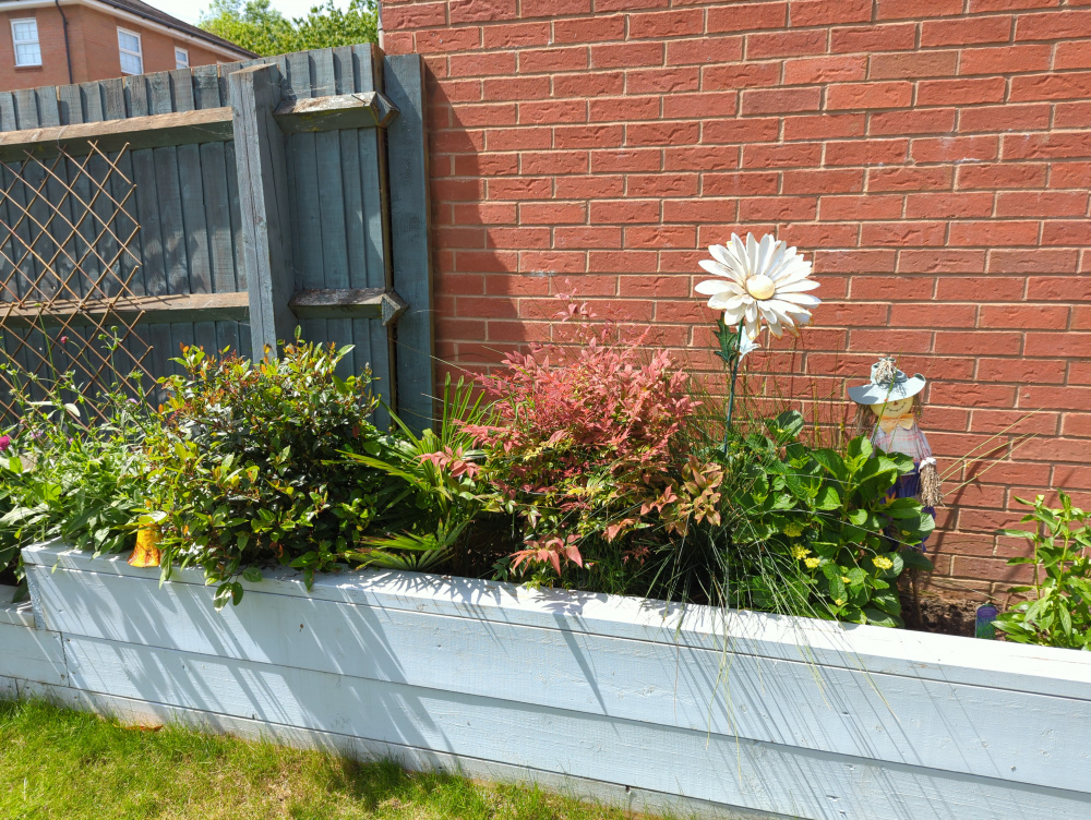 Overcrowded shrubs in raised beds — BBC Gardeners' World Magazine