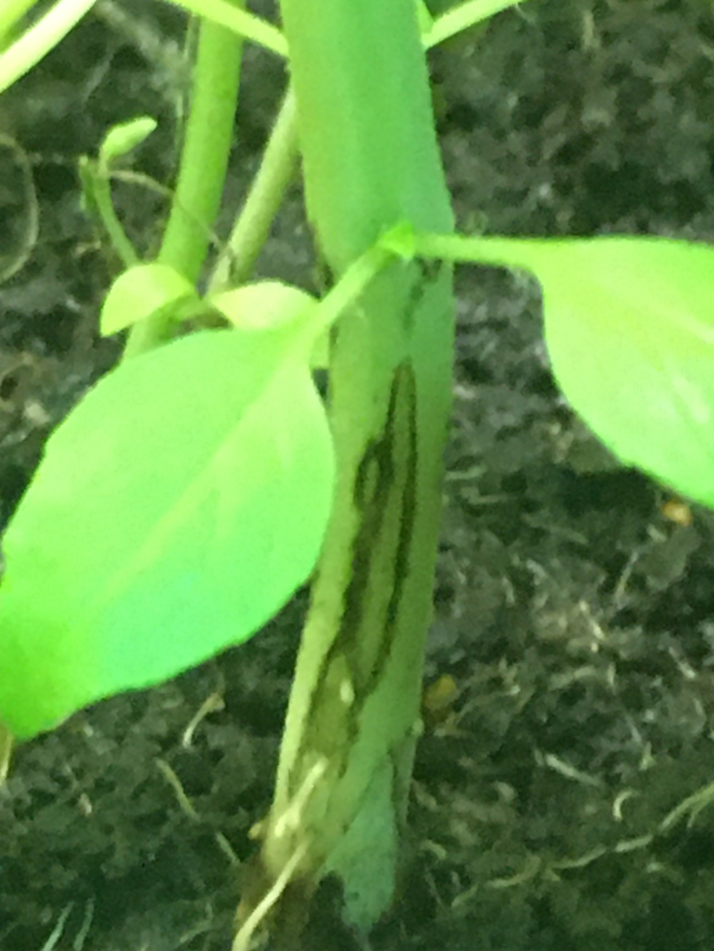 Weird brown marks/spots on basil stem and leaves (indoors) — BBC