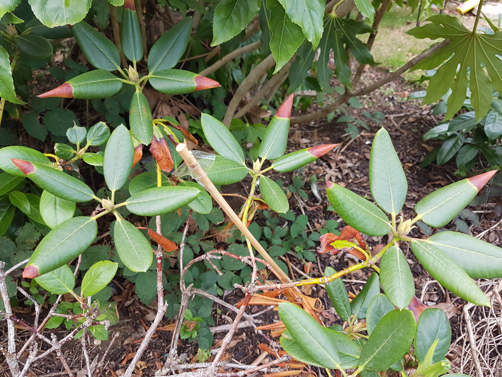 Urgent can I save this rhododendron? Page 2 — BBC Gardeners' World