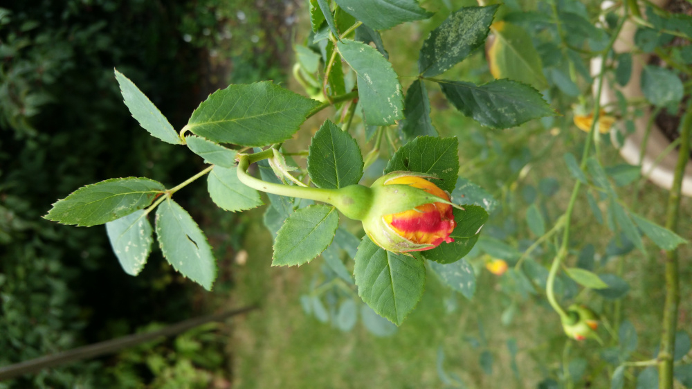 drooping rose — BBC Gardeners' World Magazine