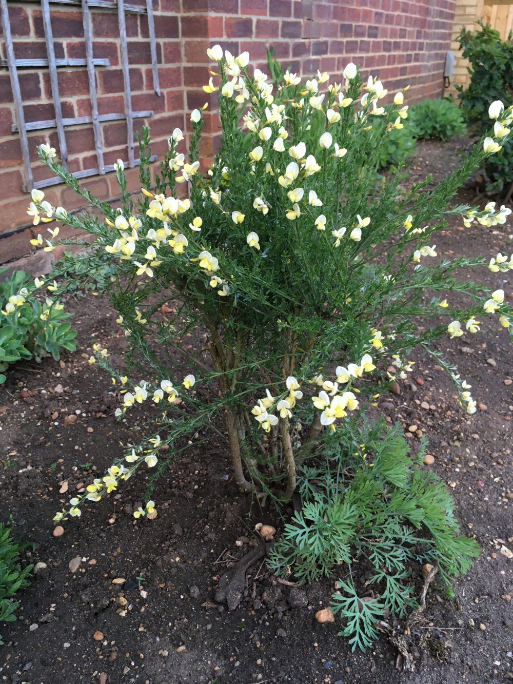Should I be pruning my 'Moonlight' Pale Yellow Scotch Broom now? — BBC