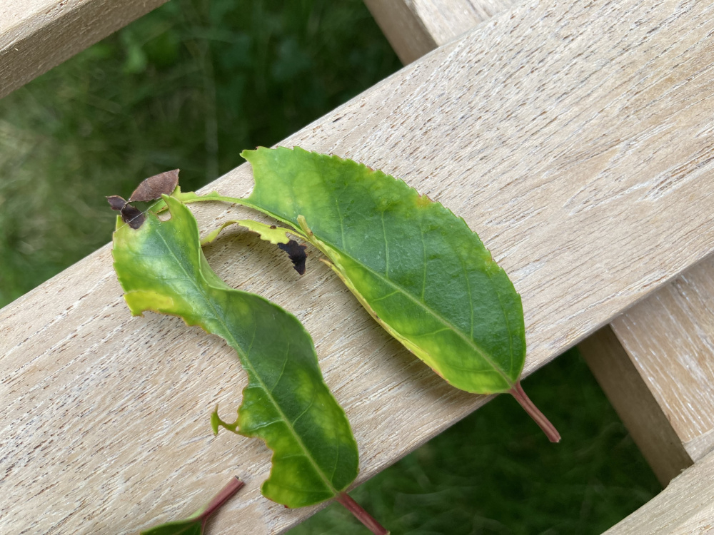 What’s wrong with my Laurel?! — BBC Gardeners' World Magazine
