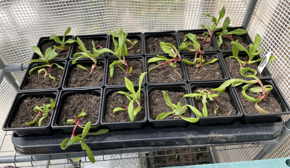 Livingstone Daisy Seedlings — BBC Gardeners' World Magazine