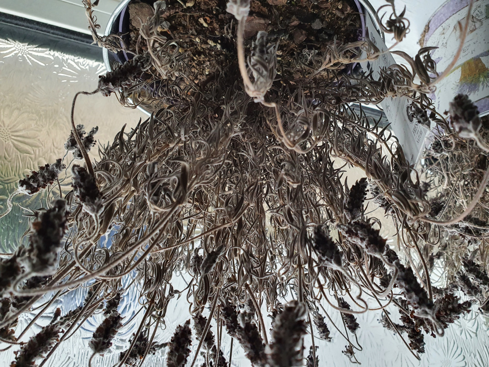 Are these lavender dead? — BBC Gardeners' World Magazine