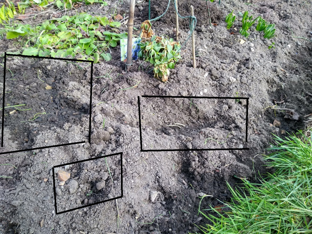 Shallow digging in the flower borders — BBC Gardeners' World Magazine