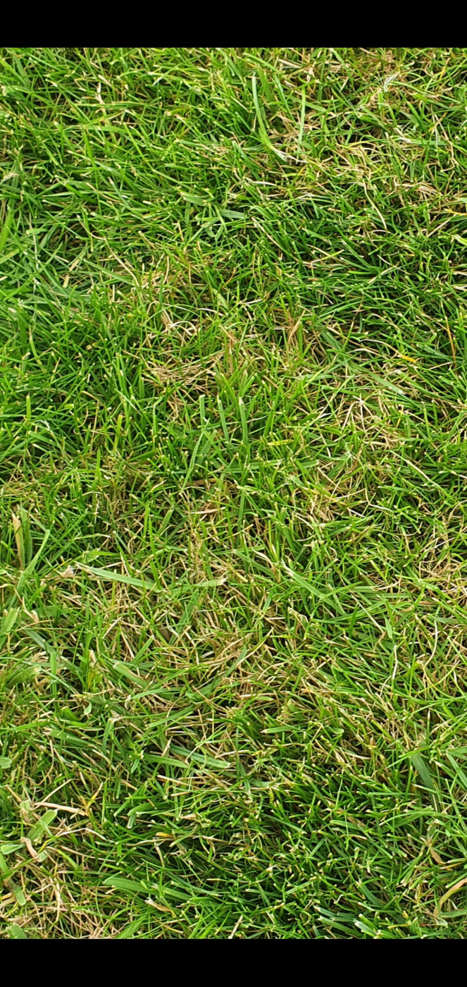 Lawn Turning Brown — BBC Gardeners' World Magazine