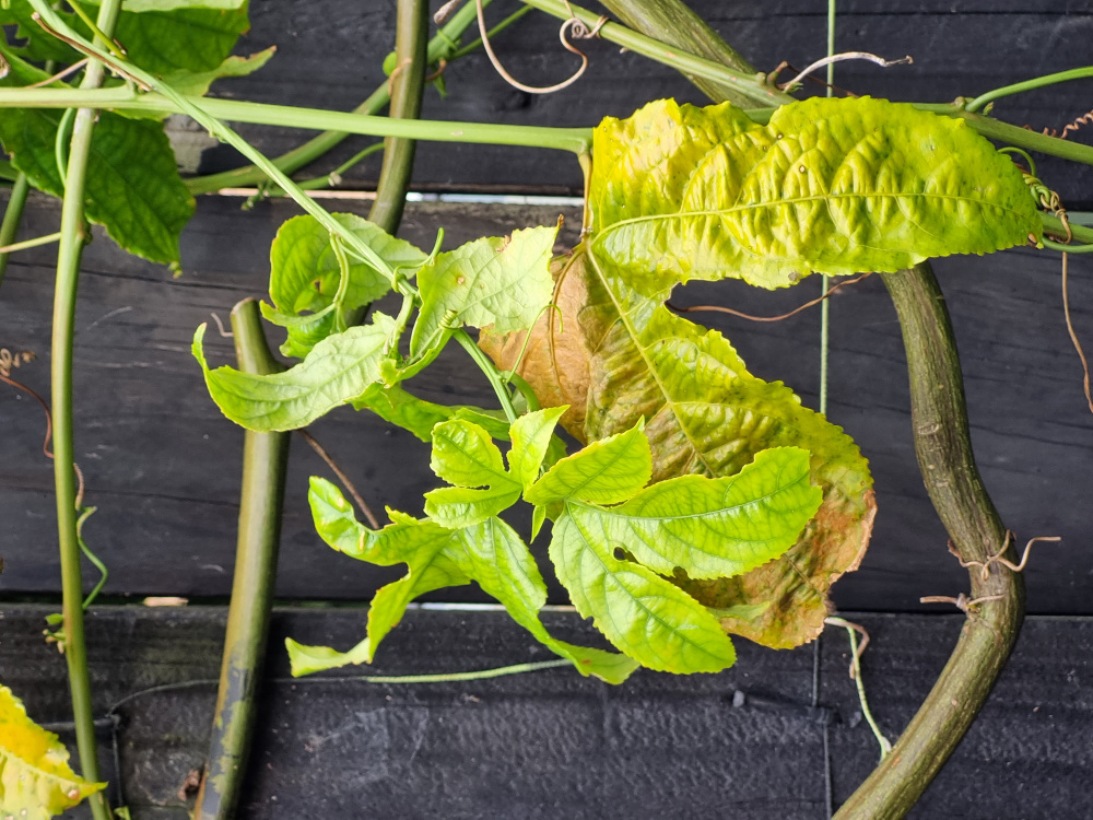 Passionfruit Disease — BBC Gardeners' World Magazine
