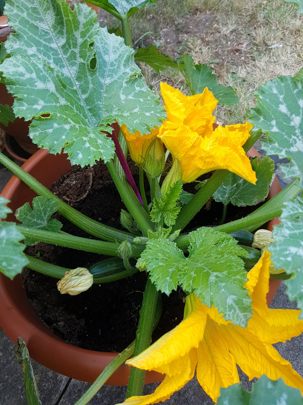 Courgette pollination — BBC Gardeners' World Magazine