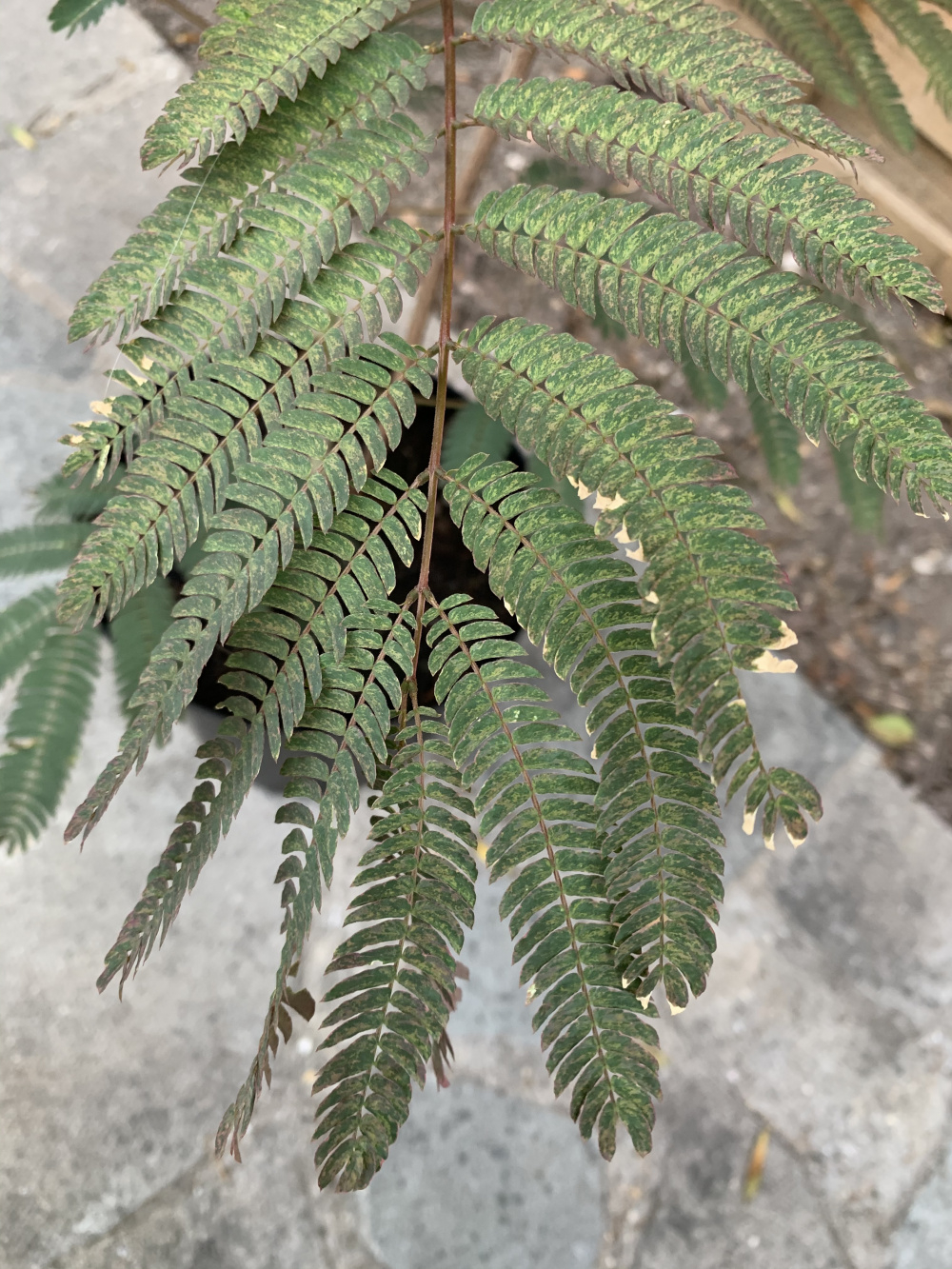 Mimosa vascular wilt — BBC Gardeners' World Magazine