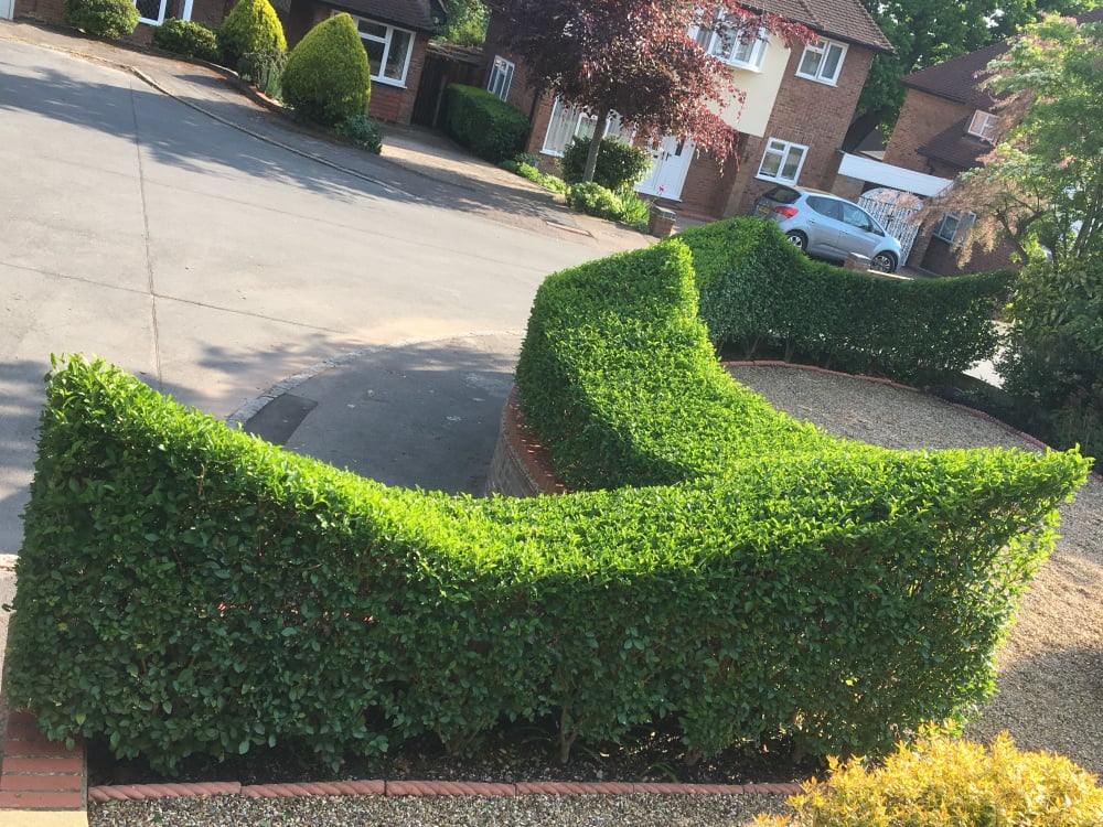 How do you prune a young privet? — BBC Gardeners' World Magazine