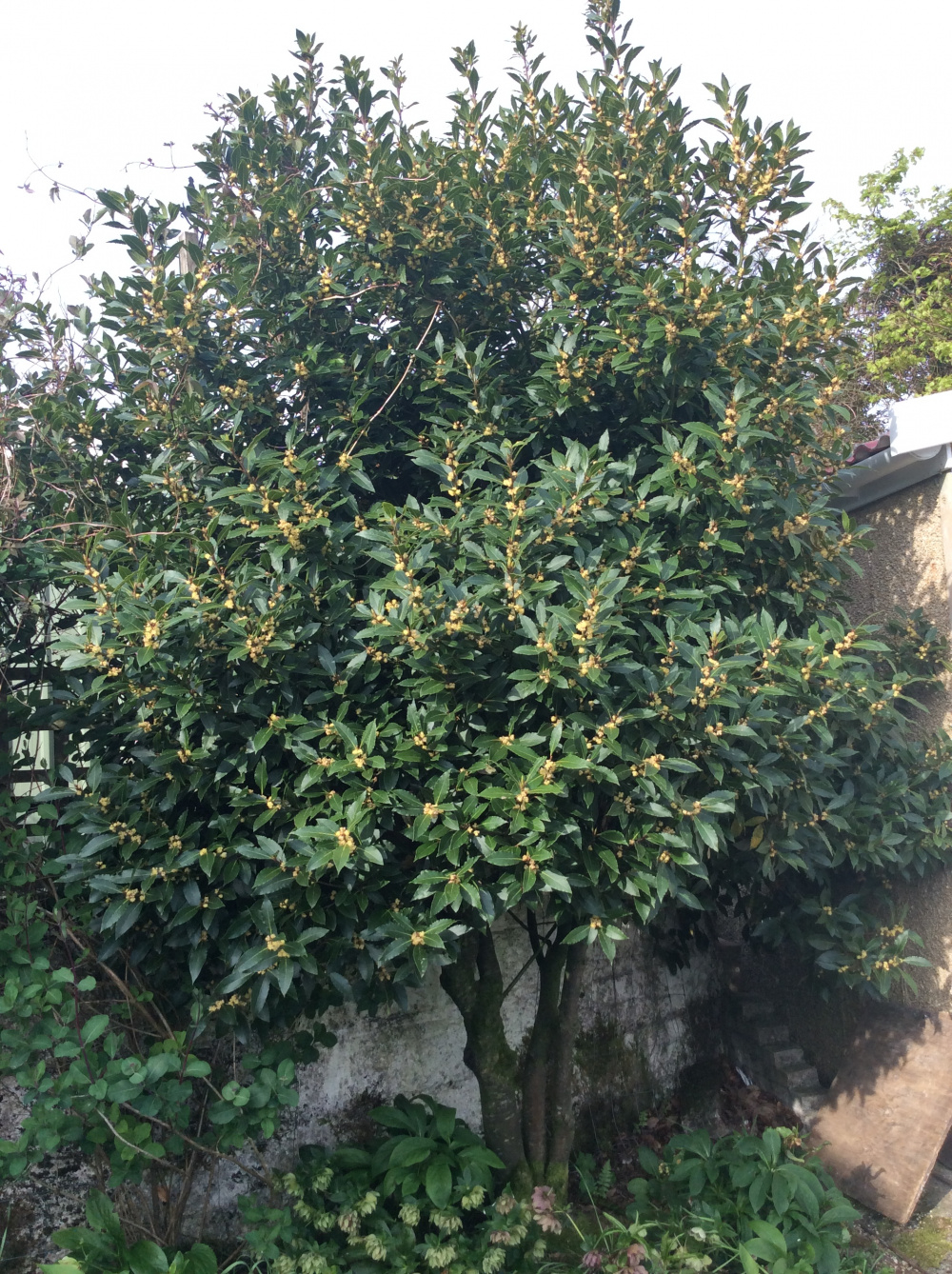 Bay Tree are its roots poisonous to other plants? — BBC Gardeners