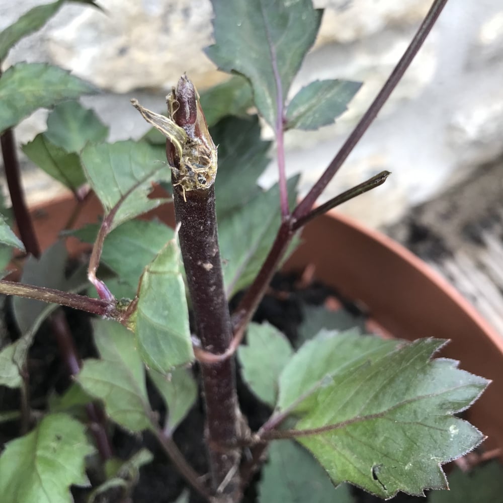 What’s eating my dahlias…? — BBC Gardeners' World Magazine