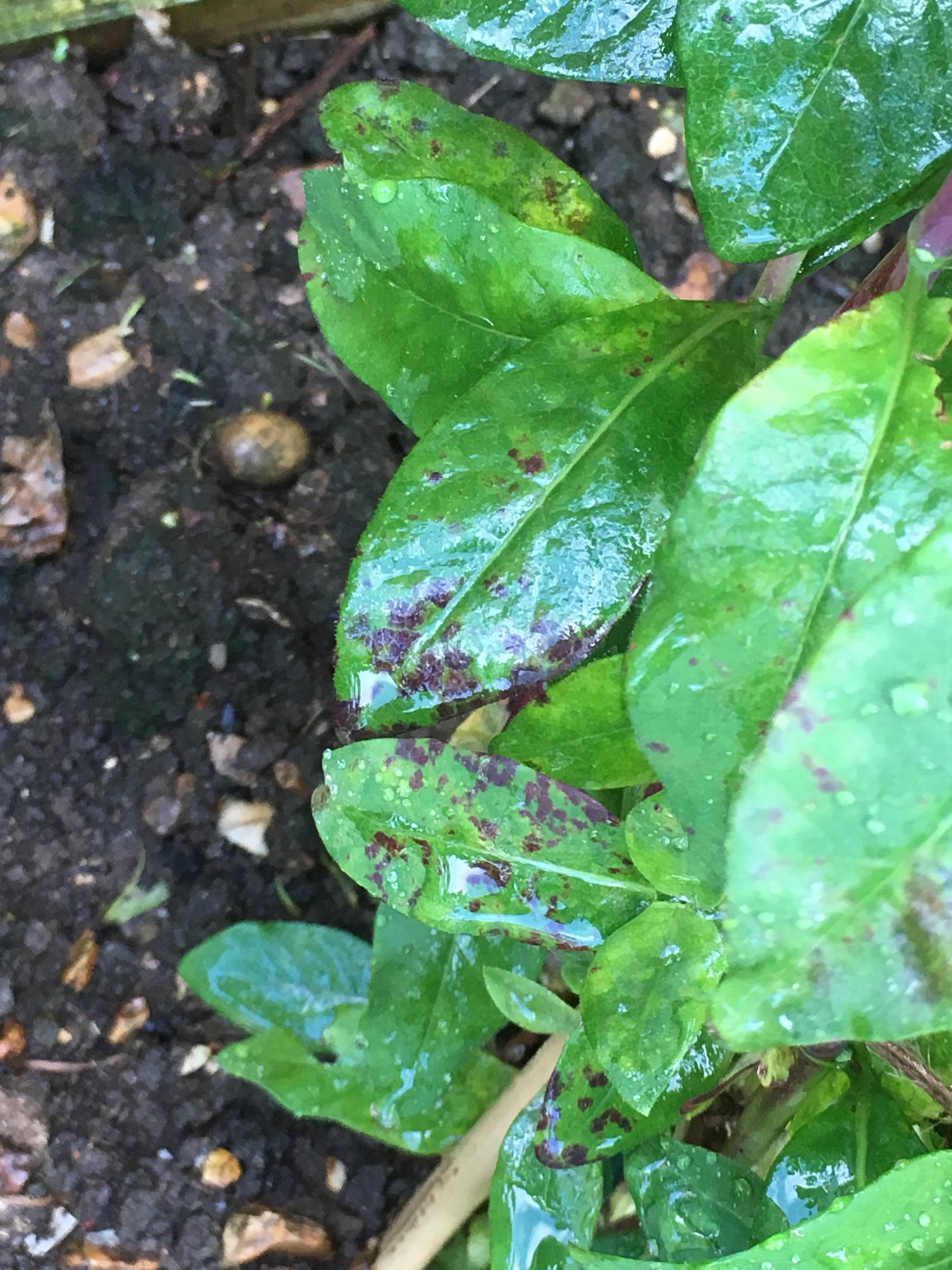 Honeysuckle query black marks — BBC Gardeners' World Magazine