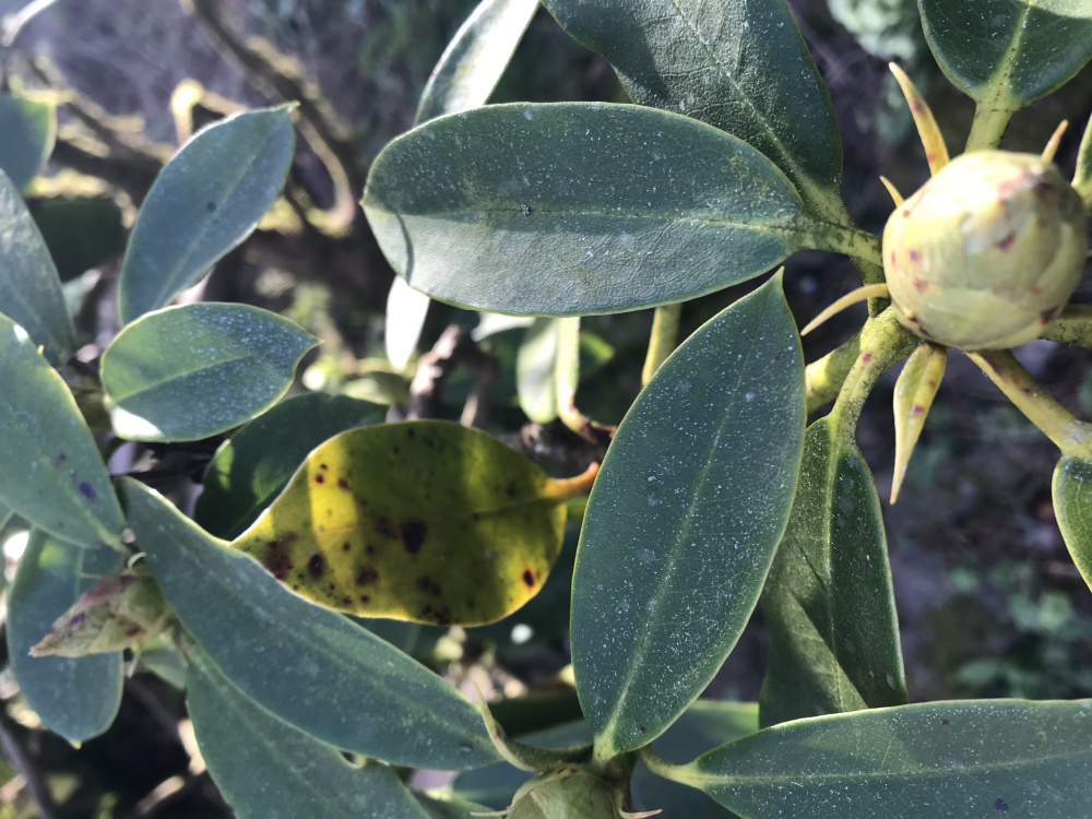 Old rhododendron buds turning brown — BBC Gardeners' World Magazine