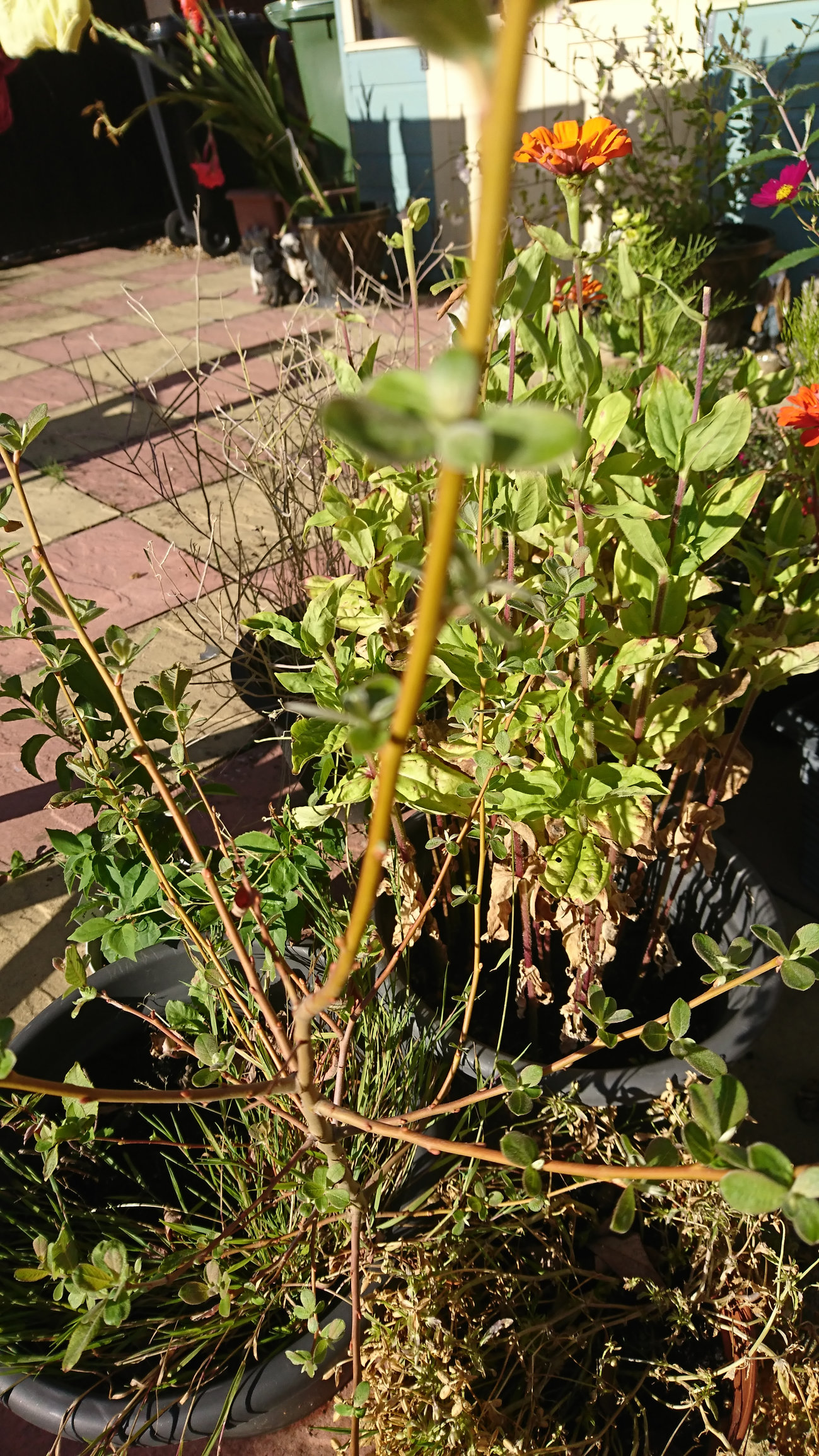 Tree sapling id — BBC Gardeners' World Magazine