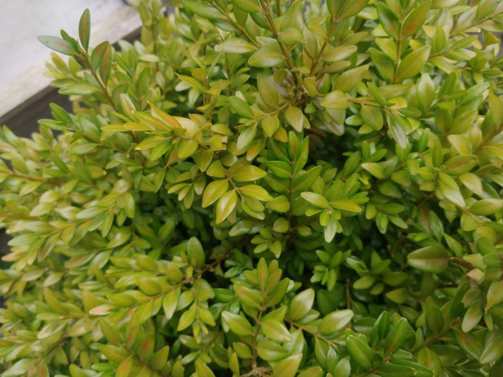Box Plant Leaves — BBC Gardeners' World Magazine