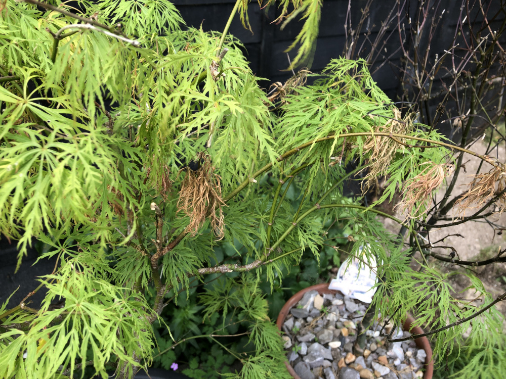 Acer problems. Disease or conditions? — BBC Gardeners' World Magazine