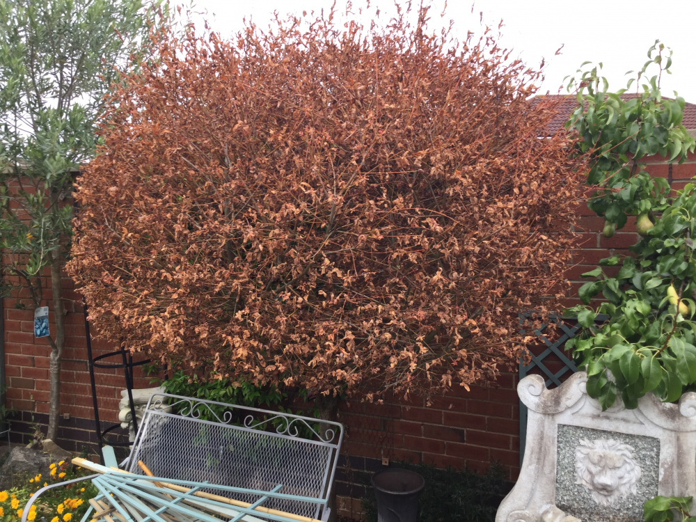 Dying Salix. HELP please!! — BBC Gardeners' World Magazine