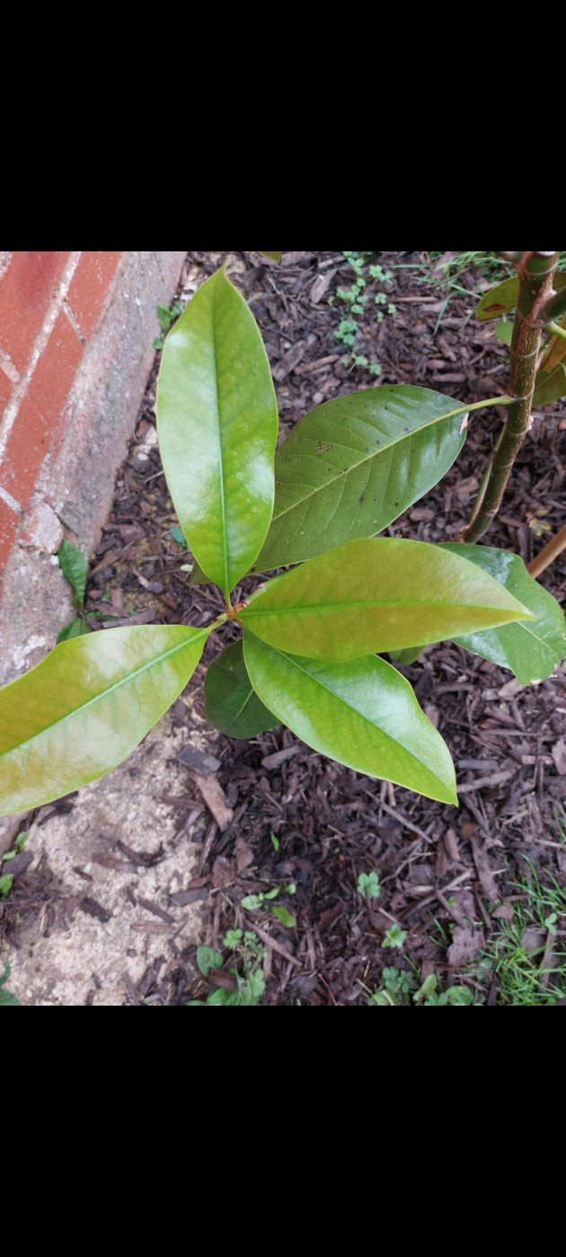 Magnolia Grandiflora Bronzing of new foliage — BBC Gardeners' World